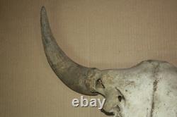 Vintage Bison Buffalo Skull Horns With Caps Rustic Weathered -23 1/2 Tip to Tip