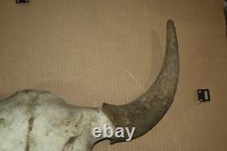Vintage Bison Buffalo Skull Horns With Caps Rustic Weathered -23 1/2 Tip to Tip