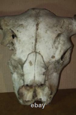 Vintage Bison Buffalo Skull Horns With Caps Rustic Weathered -23 1/2 Tip to Tip