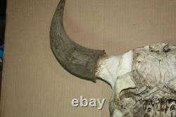 Vintage Bison Buffalo Skull Horns With Caps Rustic Weathered -23 1/2 Tip to Tip