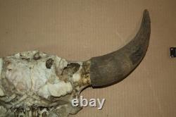 Vintage Bison Buffalo Skull Horns With Caps Rustic Weathered -23 1/2 Tip to Tip