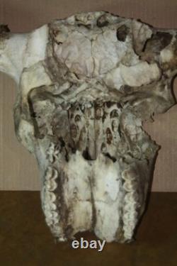 Vintage Bison Buffalo Skull Horns With Caps Rustic Weathered -23 1/2 Tip to Tip