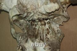 Vintage Bison Buffalo Skull Horns With Caps Rustic Weathered -23 1/2 Tip to Tip
