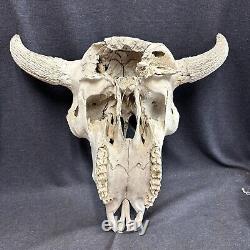 Vintage Buffalo Bison Head Skull Horns Old 20x20