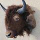 Vintage Buffalo / Bison Head Taxidermy Mount Real
