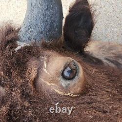 Vintage Buffalo / Bison Head Taxidermy Mount Real