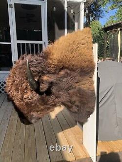 Vintage Buffalo/Bison Taxidermy Shoulder Mount Cabin Hunting Lodge