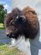 Western BISON/BUFFALO Shoulder Mount Log Cabin Hunting Lodge Taxidermy Decor/ =2