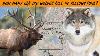 What DID Wolves Really Do In Yellowstone With Dan Pickar
