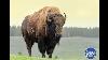 Where And When Is The Origin Of The American Bison Located We Tell You Full Documentary