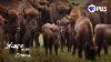 Why Are Buffalo Returning To Texas After 136 Years