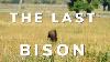 Why Didn T The Bison Go Extinct Ghosts Of The Prairies Episode 3 Bison Documentary
