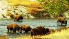 Why The U S Army Guarded The 23 Remaining American Buffalo 4k