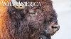 Wild America S3 E9 People Of The Bison Full Episode Hd