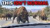 Wild Bison Are Overrunning The Grand Canyon And They Carry Cattle Dna