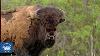 Wild Buffalo In Wood Buffalo National Park Full Documentary