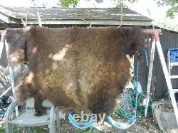Wild Yellowstone Bison Rug Hide Large Full Buffalo Robe Vintage Rare