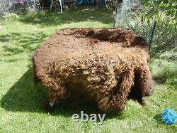 Wild Yellowstone Bison Rug Hide Large Full Buffalo Robe Vintage Rare