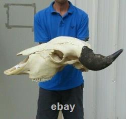 XL American Bison/Buffalo Skull with a 24-1/2 inch wide horn spread # 41697