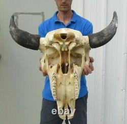 XL American Bison/Buffalo Skull with a 24-1/2 inch wide horn spread # 41697