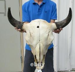 XL American Bison/Buffalo Skull with a 24-1/2 inch wide horn spread # 41698