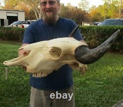 XL American Bison/Buffalo Skull with a 24-1/2 inch wide horn spread # 42116