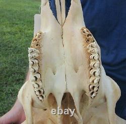 XL American Bison/Buffalo Skull with a 24-1/2 inch wide horn spread # 42116