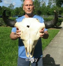 XL American Bison/Buffalo Skull with a 24 inch wide horn spread # 43666