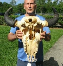 XL American Bison/Buffalo Skull with a 24 inch wide horn spread # 43666