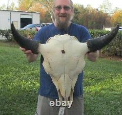 XL American Bison/Buffalo Skull with a 25 inch wide horn spread # 42118
