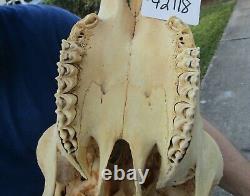 XL American Bison/Buffalo Skull with a 25 inch wide horn spread # 42118