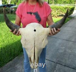 XL American Bison/Buffalo Skull with a 25 inch wide horn spread # 43538