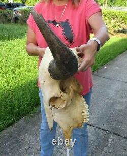 XL American Bison/Buffalo Skull with a 25 inch wide horn spread # 43538