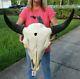 XL American Bison/Buffalo Skull with a 25 inch wide horn spread # 43542