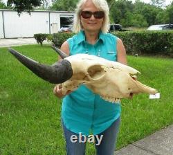 XL American Bison/Buffalo Skull with a 25 inch wide horn spread # 43595