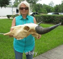 XL American Bison/Buffalo Skull with a 25 inch wide horn spread # 43595