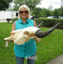 XL American Bison/Buffalo Skull with a 25 inch wide horn spread # 43599