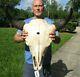 XL American Bison/Buffalo Skull with a 25 inch wide horn spread # 43665
