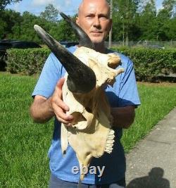 XL American Bison/Buffalo Skull with a 25 inch wide horn spread # 43665