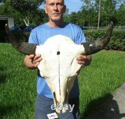 XL American Bison/Buffalo Skull with a 25 inch wide horn spread # 43667