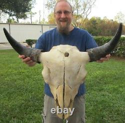 XL American Bison/Buffalo Skull with a 26 inch wide horn spread # 42122