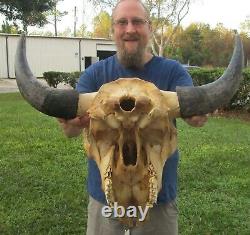XL American Bison/Buffalo Skull with a 26 inch wide horn spread # 42122