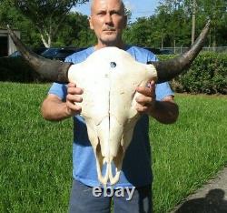 XL American Bison/Buffalo Skull with a 30 inch wide horn spread # 43669