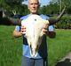 XL American Bison/Buffalo Skull with a 30 inch wide horn spread # 43669