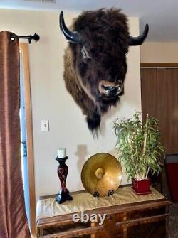 XL Real Buffalo/ Bison Shoulder Taxidermy Mount