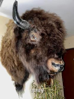 XL Real Buffalo/ Bison Shoulder Taxidermy Mount