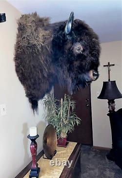 XL Real Buffalo/ Bison Shoulder Taxidermy Mount