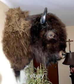 XL Real Buffalo/ Bison Shoulder Taxidermy Mount