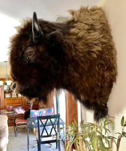 XL Real Buffalo/ Bison Shoulder Taxidermy Mount