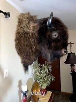 XL Real Buffalo/ Bison Shoulder Taxidermy Mount